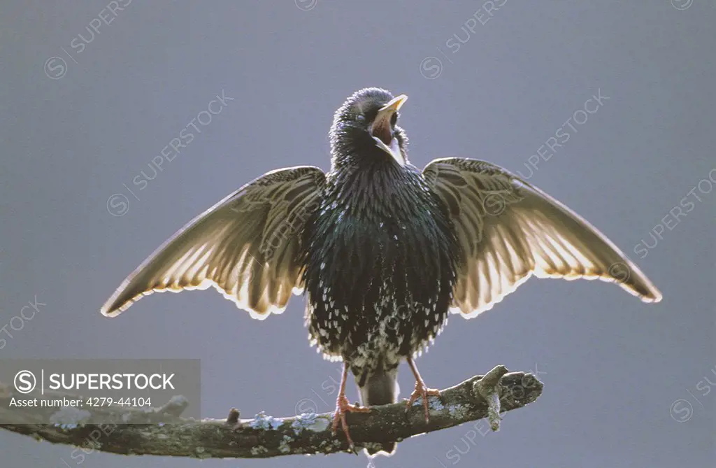 European starling singing, Sturnus vulgaris