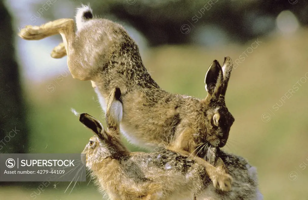 2 fighting European hare, Lepus europaeus