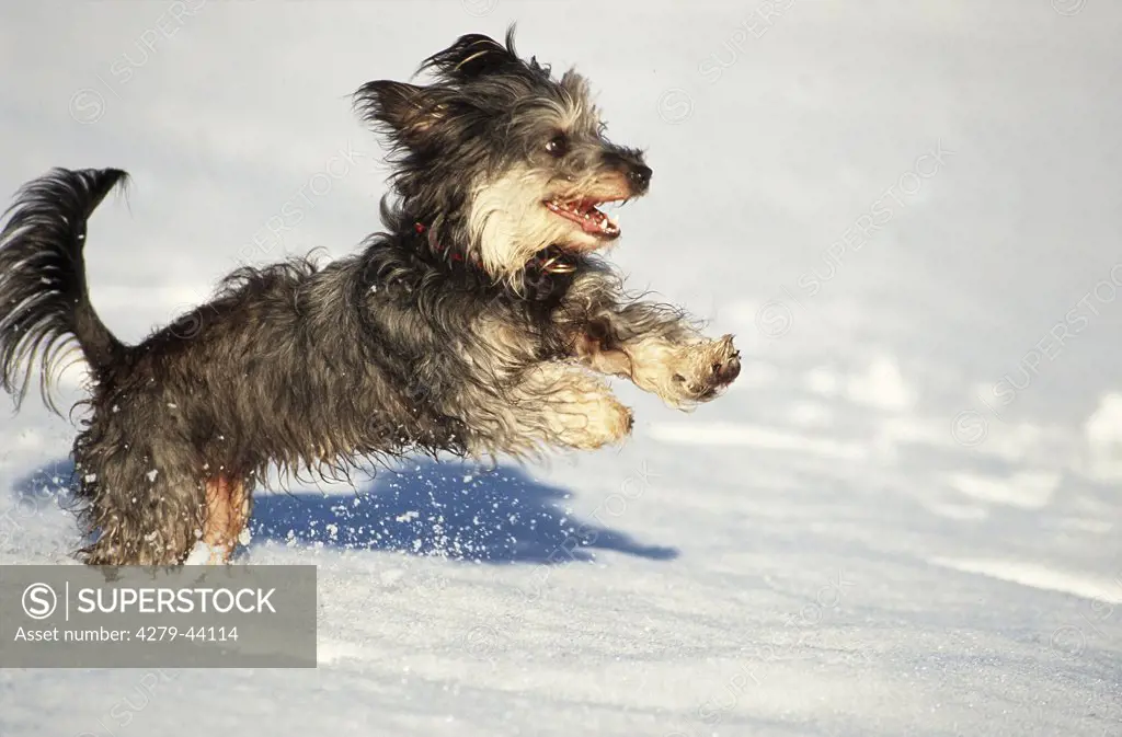 half-breed dachshund running through snow