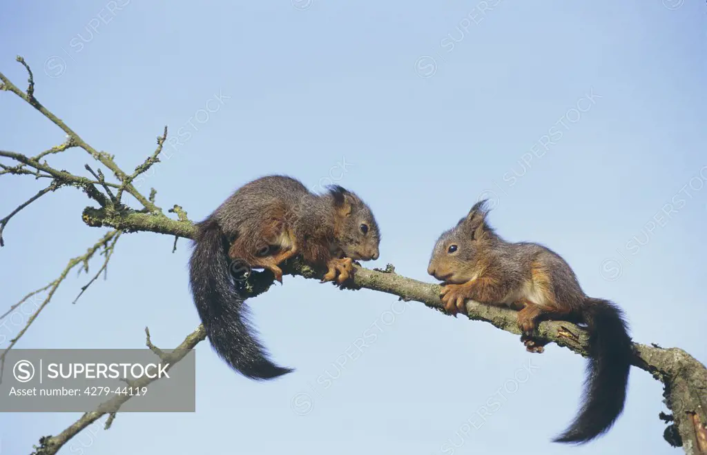 sciurus vulgaris, Squirrels - two, young ones on a bough -