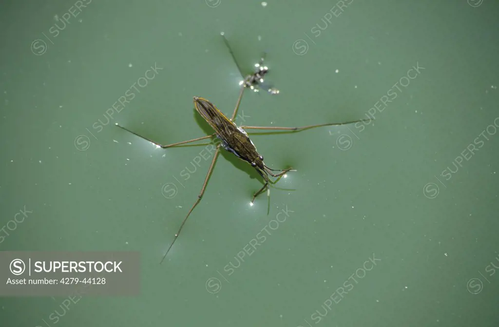 water strider, Gerridae