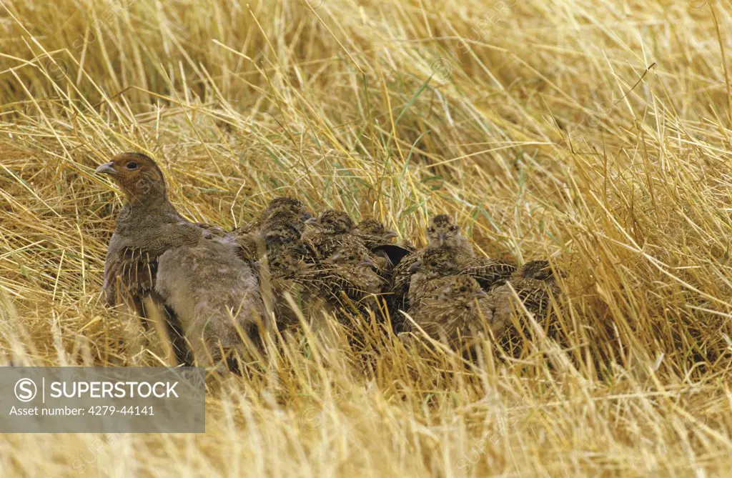 Grey Partridge with squabs - perfect camouflage, Perdix perdix