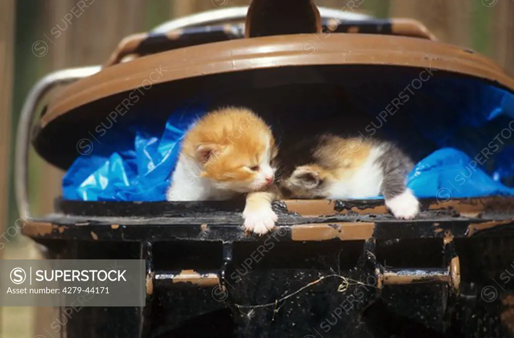 2 abandoned kittens in trashcan