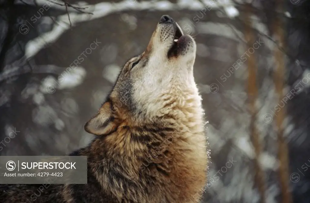Gray wolf  - howling, Canis lupus