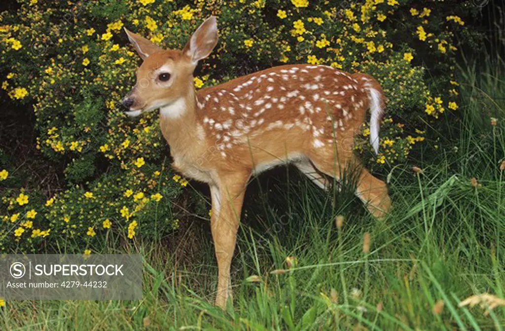 white-tailed deer - fawn standing on meadow, Odocoileus virginianus