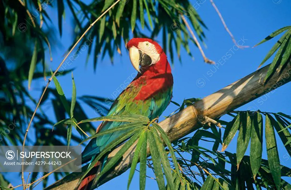 ara chloroptera, green-winged macaw