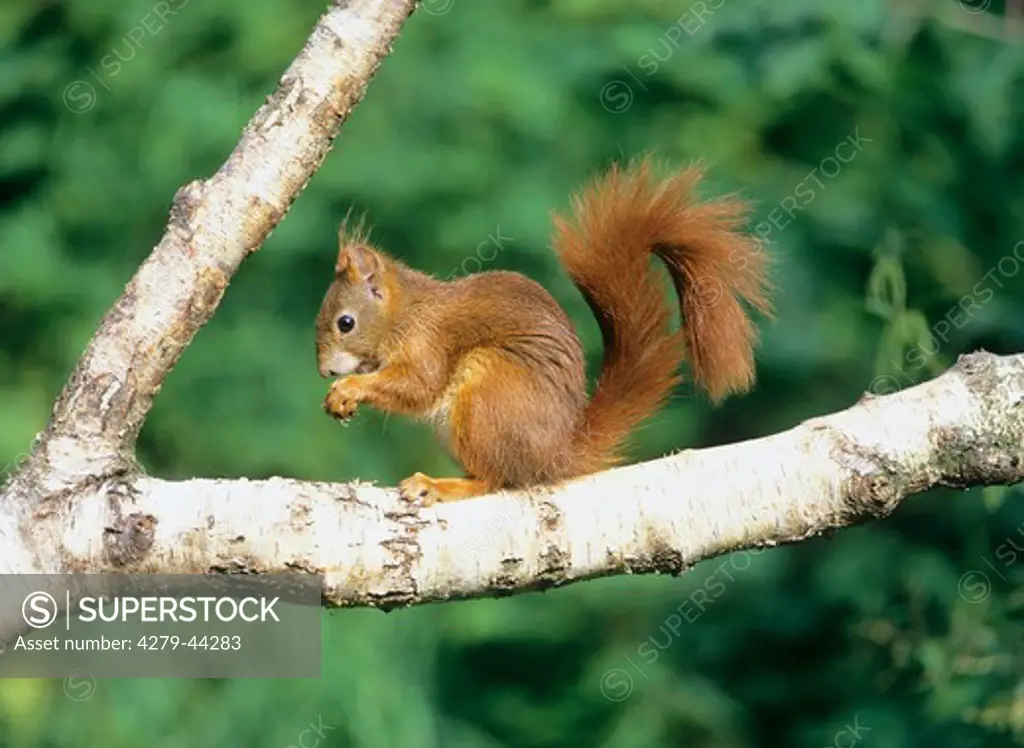 Sciurus vulgaris, European red squirrel - on a bough -