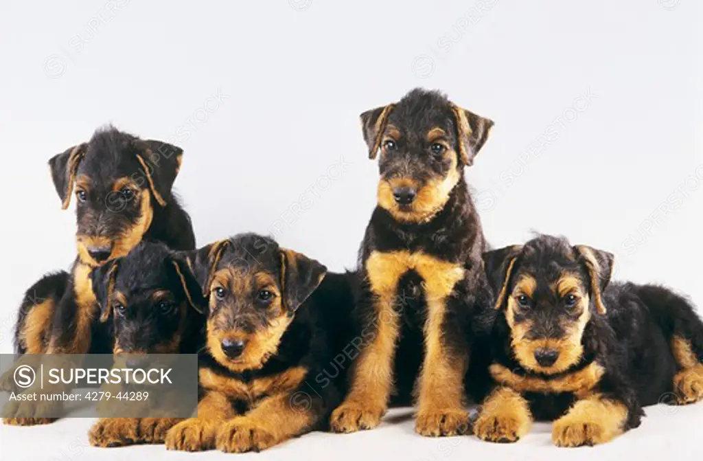 5 Airedale Terrier