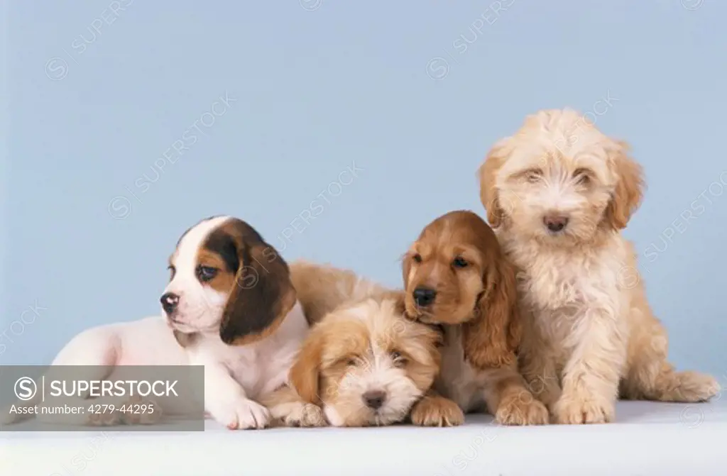 4 puppies Cocker - Beagle - and Tibet Terrier