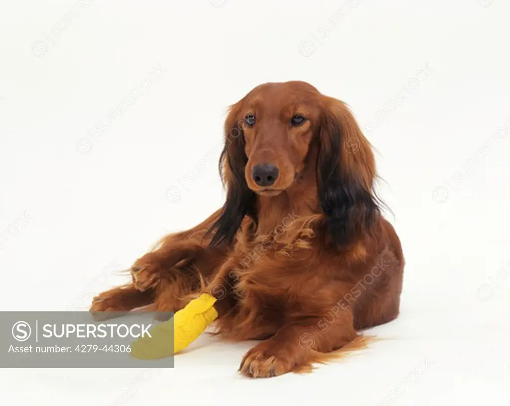 long-haired dachshund with injured paw