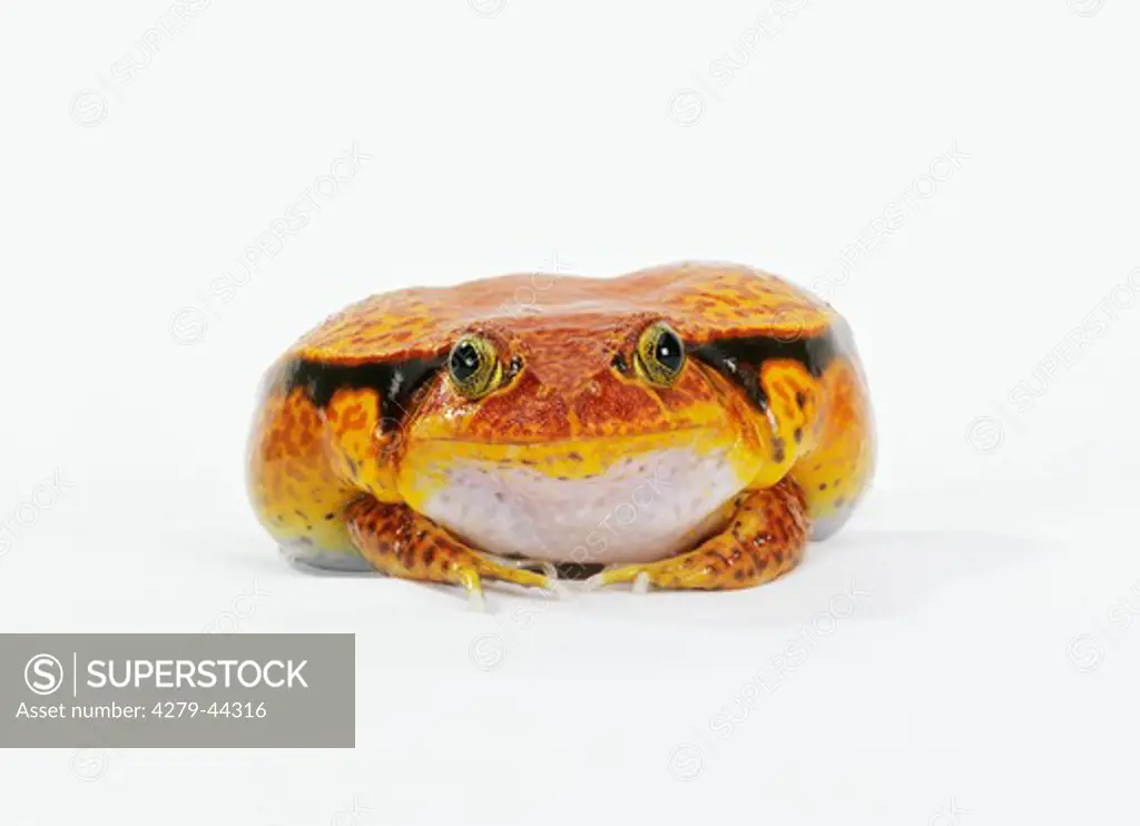 dyscophus antongilli, tomato frog