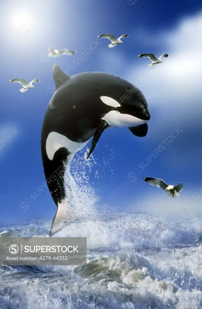 killer whale, Orcinus orca