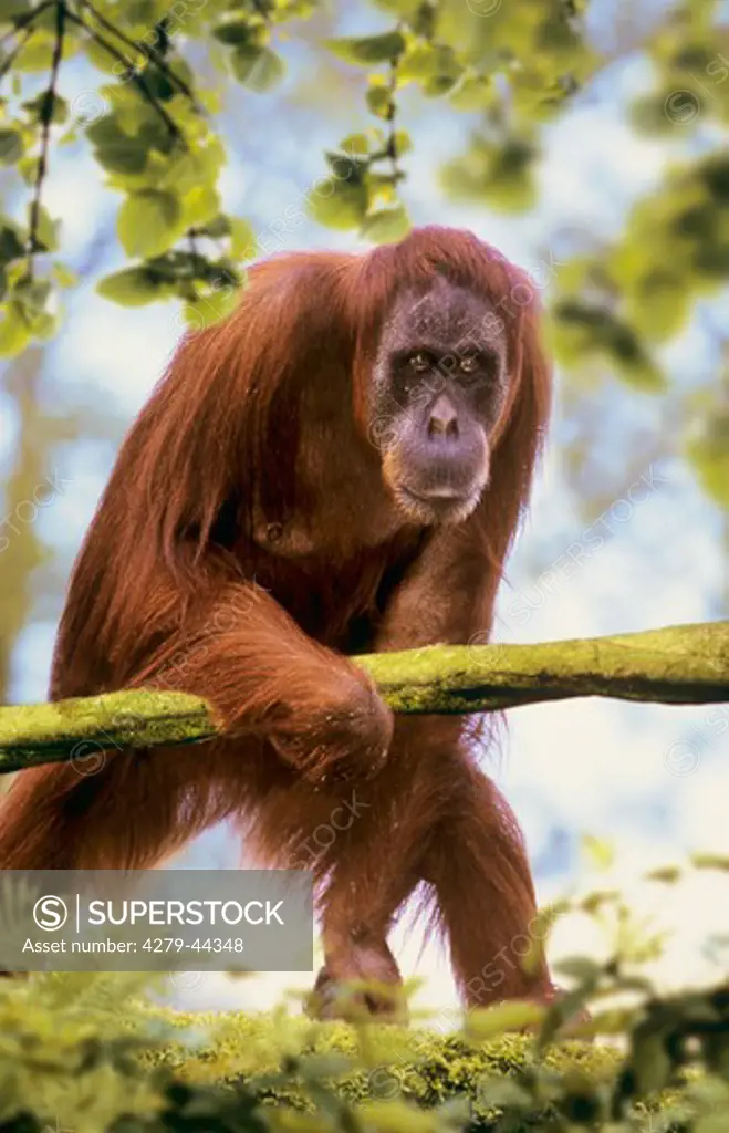 pongo pygmaeus, orangutan