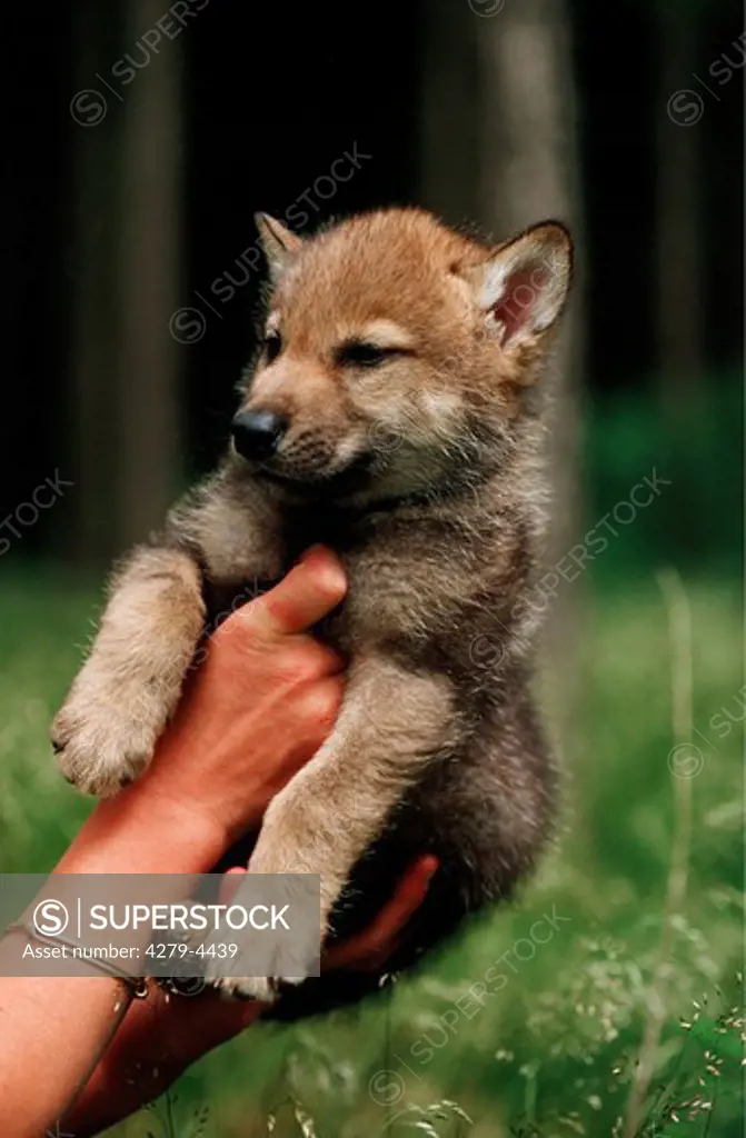young Gray wolf on hands, Canis lupus