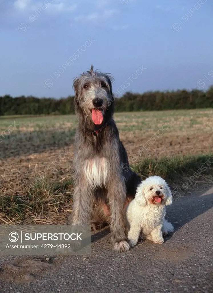 great dog and small dog