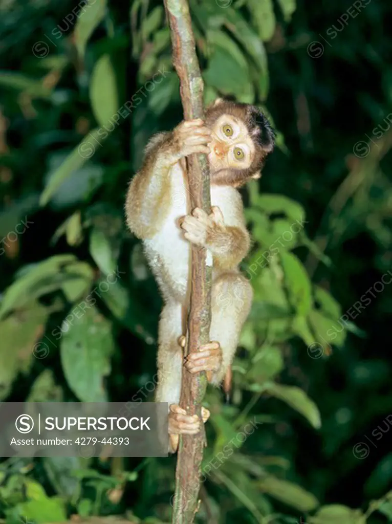 macaca nemestrina, pigtail macaque