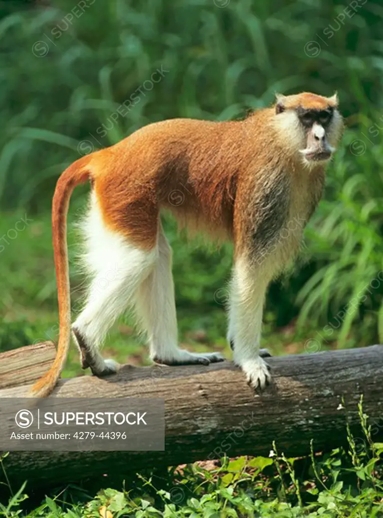 erythrocebus patas, patas monkey