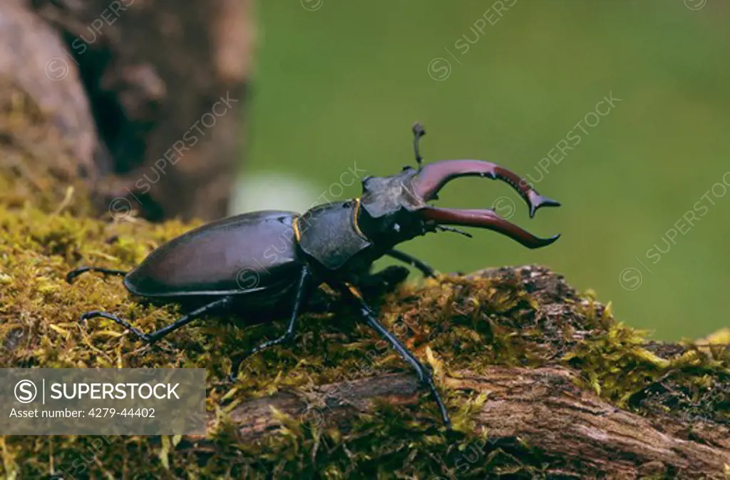 lucanus ceverus, stag beetle