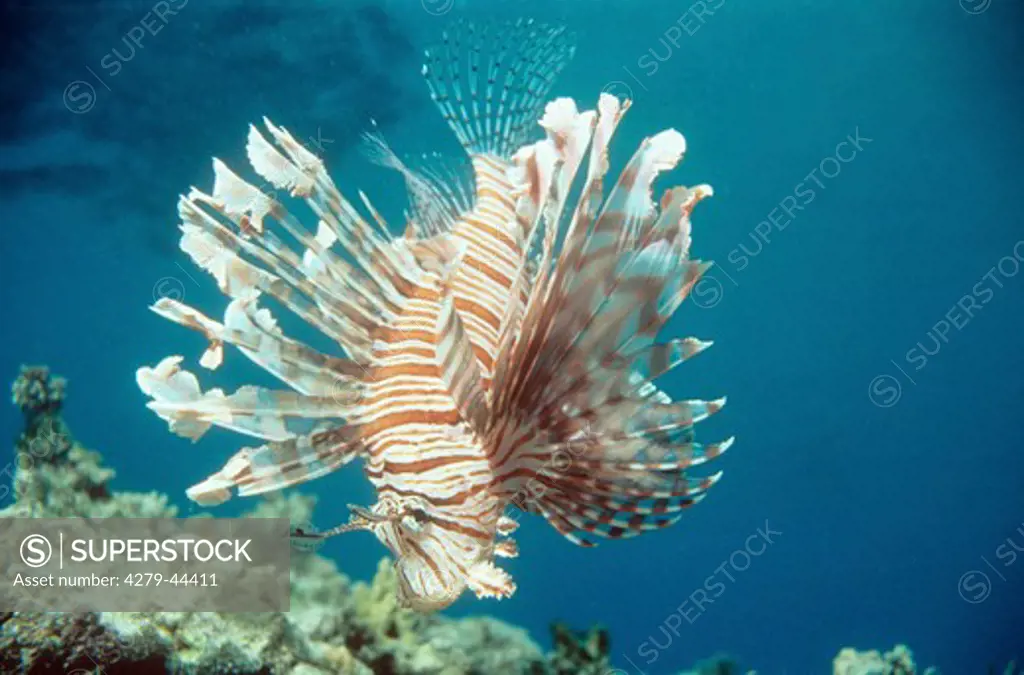 red lionfish, Pterois volitans