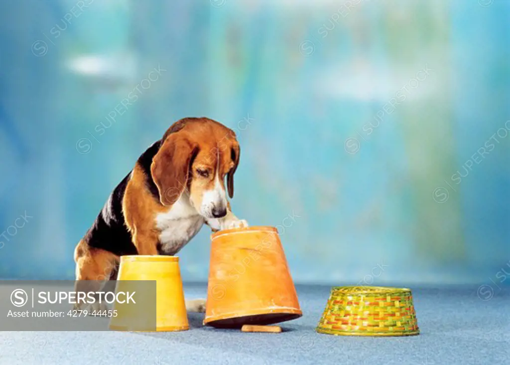 intelligence test part two : dog knocking over the bucket and finding the dog biscuit