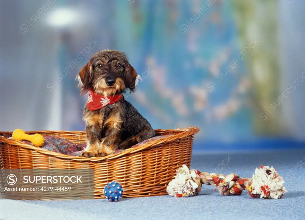 wire haired dachshund in dog basket with toys