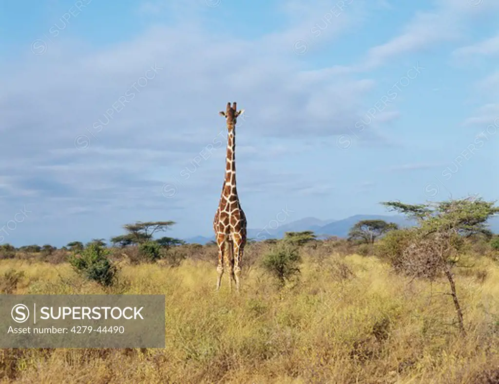 Giraffe - standing, Giraffa camelopardalis reticulata