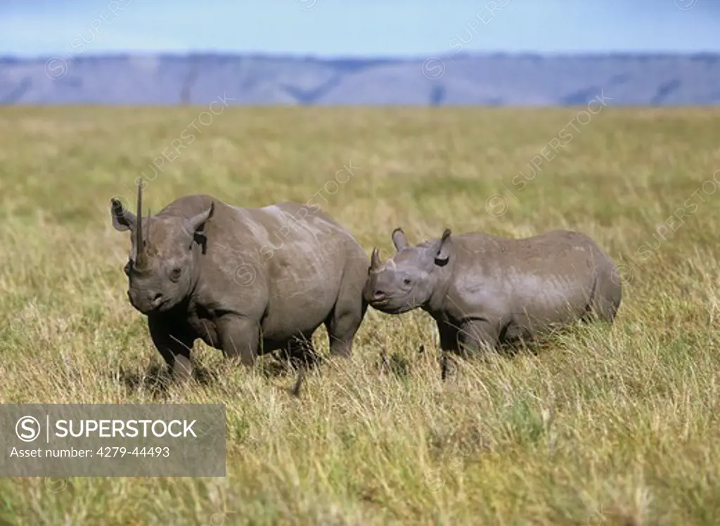 Black Rhinoceros with cub, Diceros bicornis