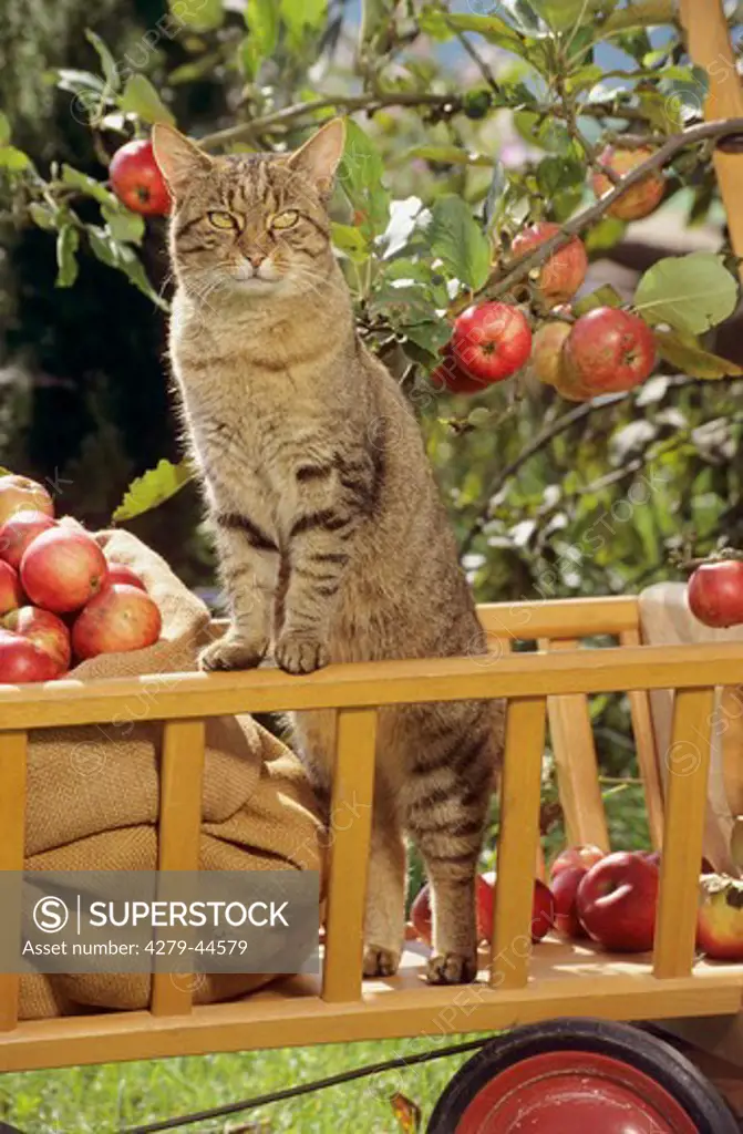 tabby domestic cat in handcart with a sack full of apples