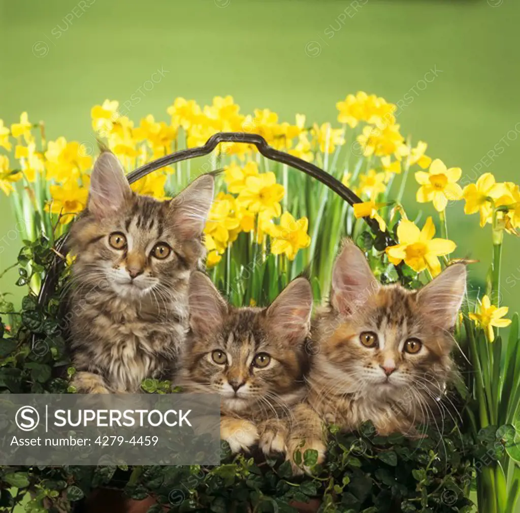 3 young Maine Coon cats sitting in front of flowers
