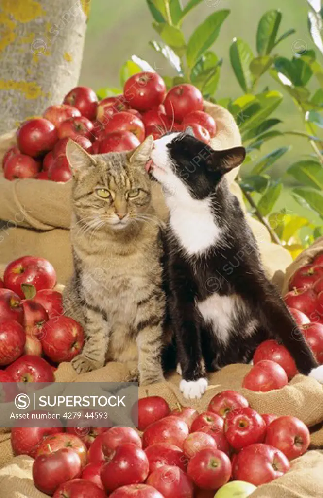 two domestic cats cuddling between apples