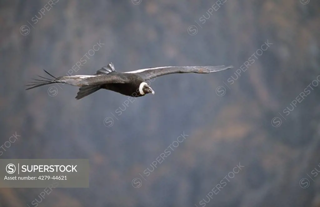 vultur gryphus, Andean condor