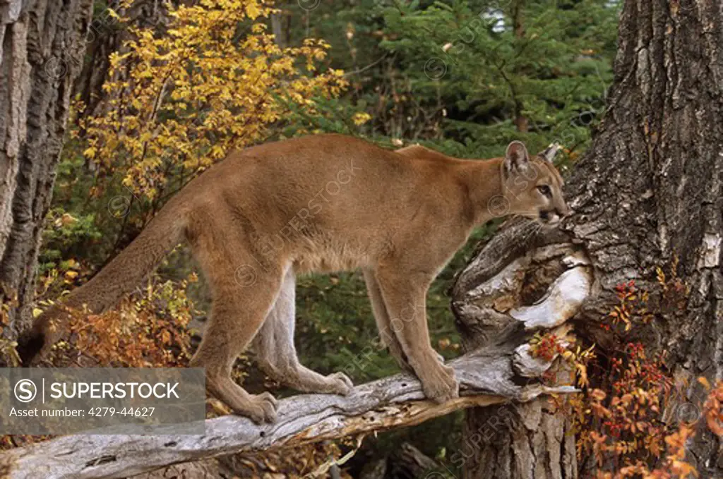 cougar - standing on branch, Felis concolor