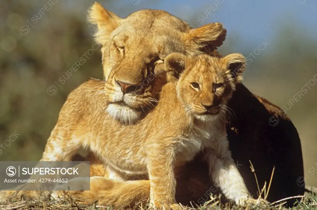 Lioness with cub - cuddling, Panthera leo
