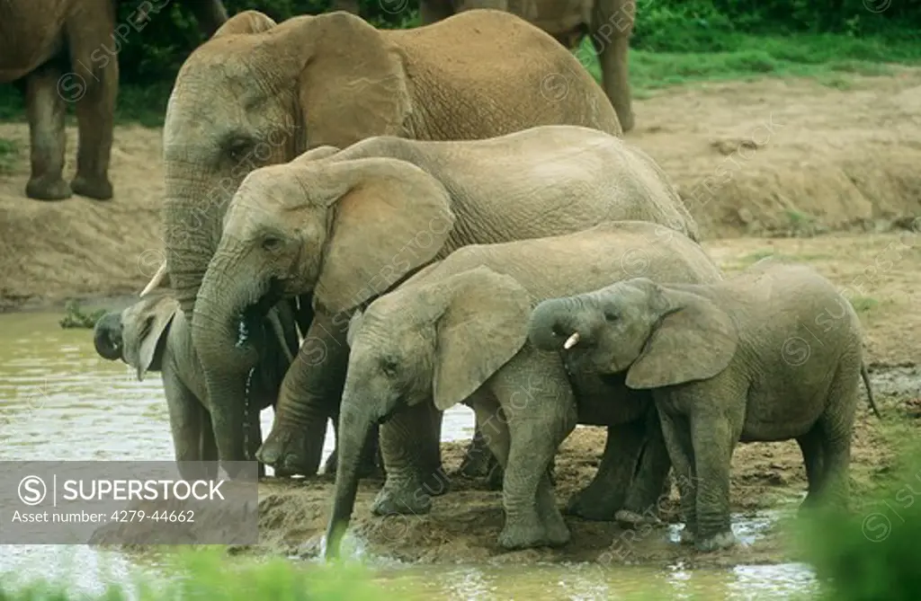 african elephants with cubs - at waterhole, Loxodonta africana