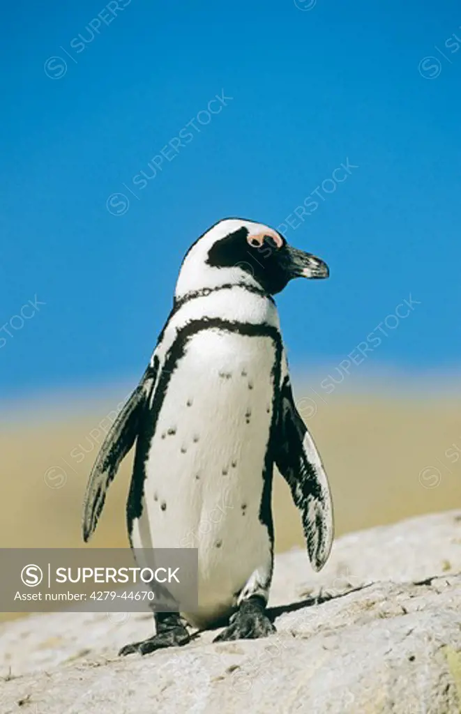 Spheniscus demersus, jackass penguin