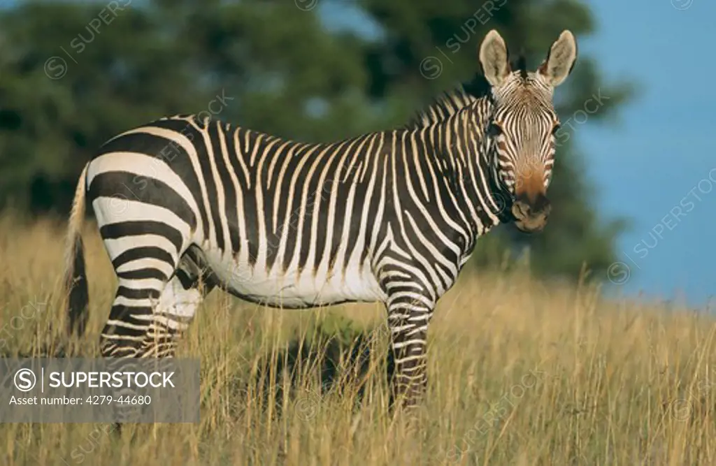 mountain zebra, Equus zebra