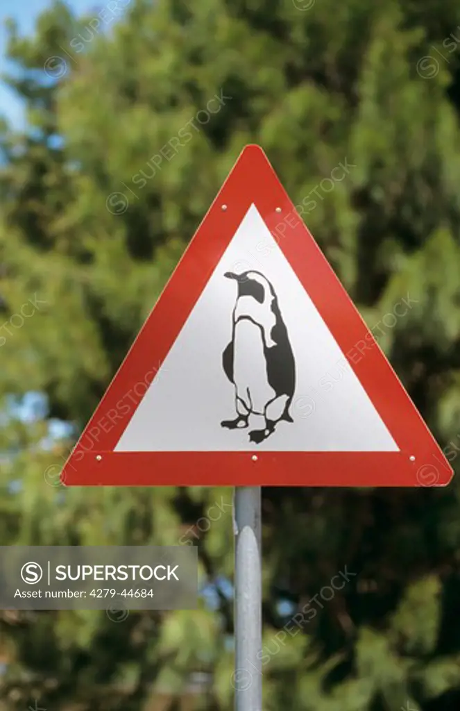 traffic sign of jackass penguin , spheniscus demersus