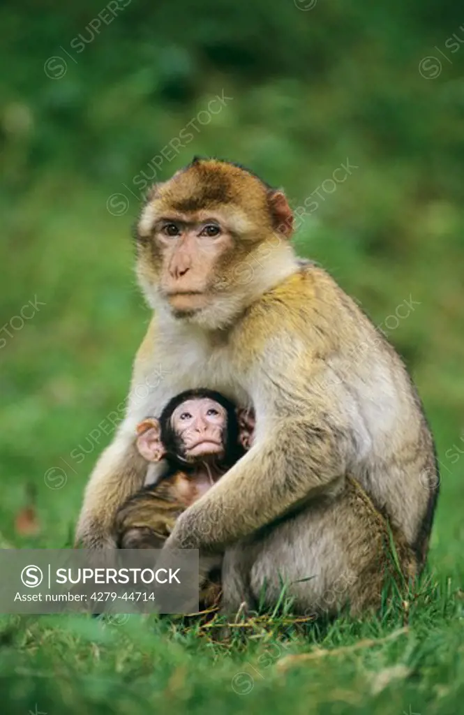 Macaca sylvanus, barbary ape, barbary macaque