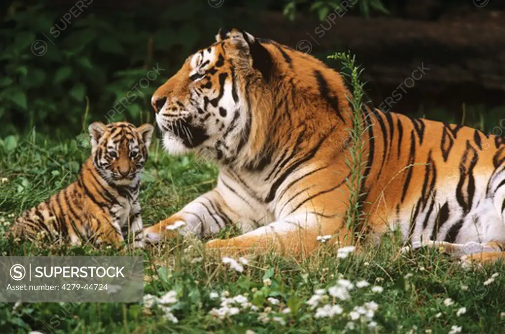 Sibirian tiger with cub, Panthera tigris altaica