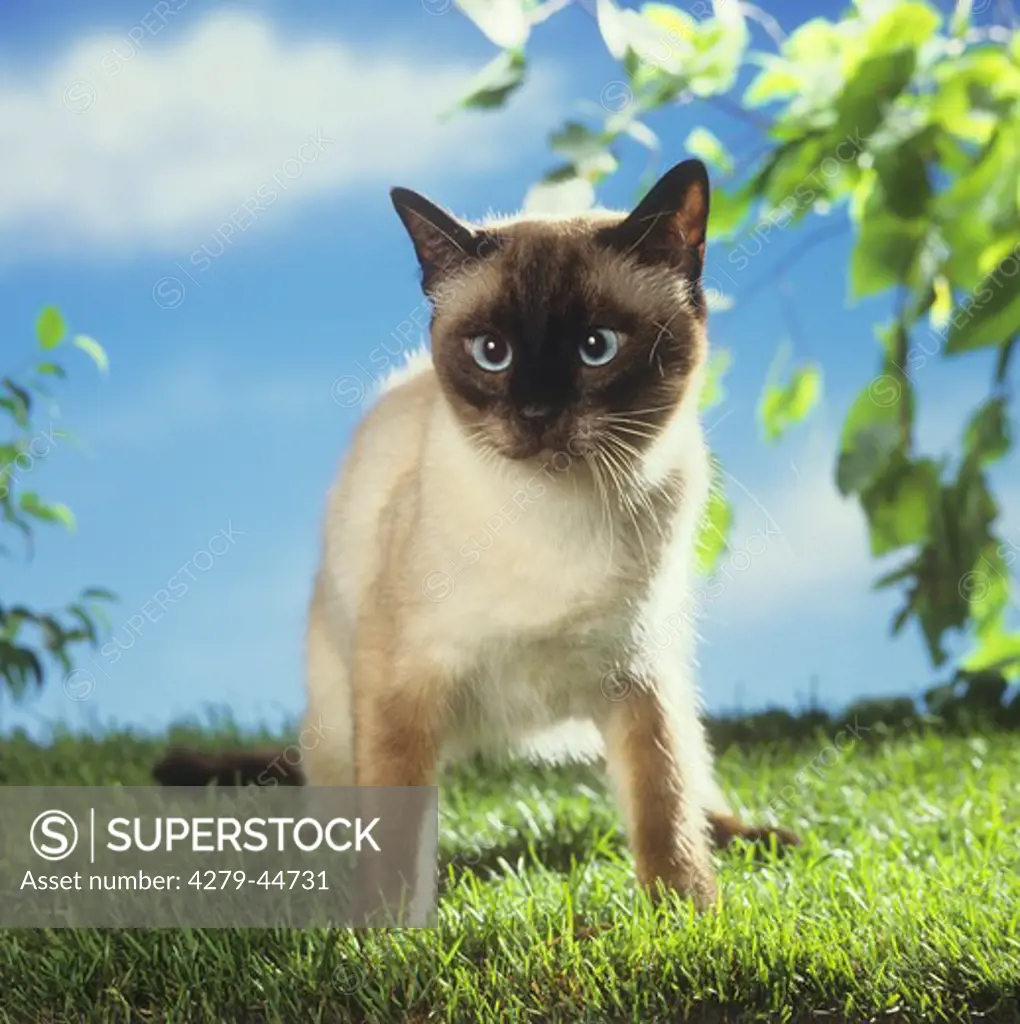 Siamese cat - standing on meadow