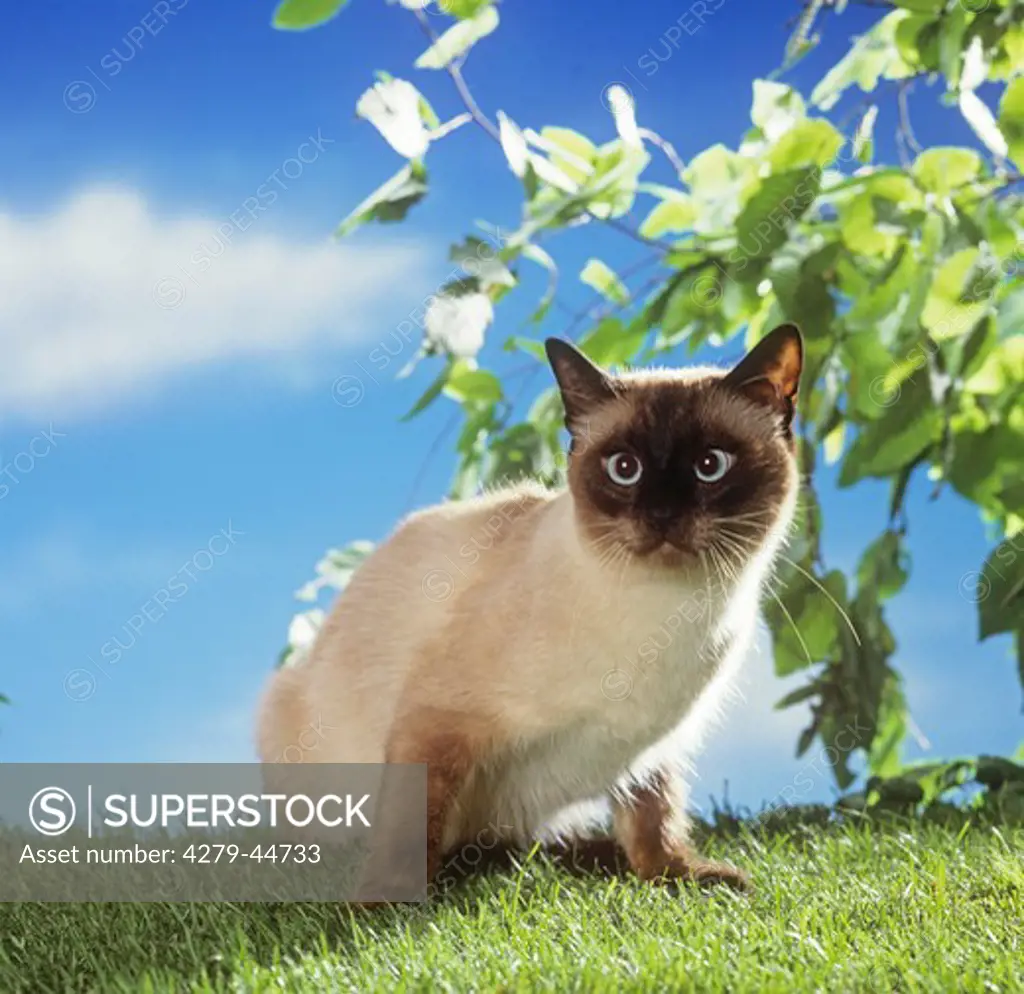 Siamese cat - sitting on meadow