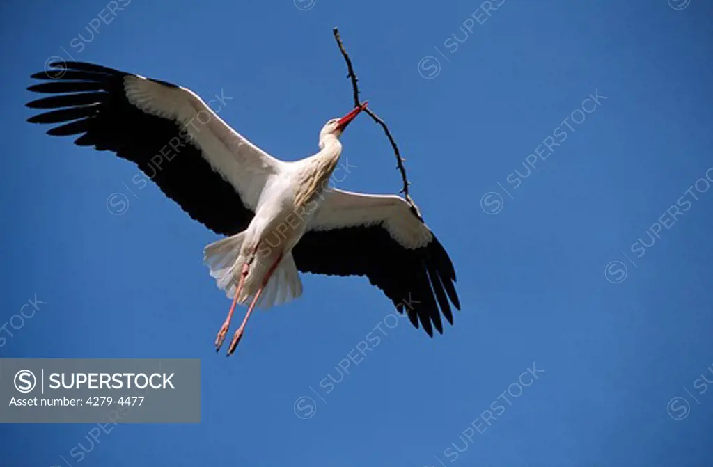 White stork flying with branch in its beak, Ciconia ciconia