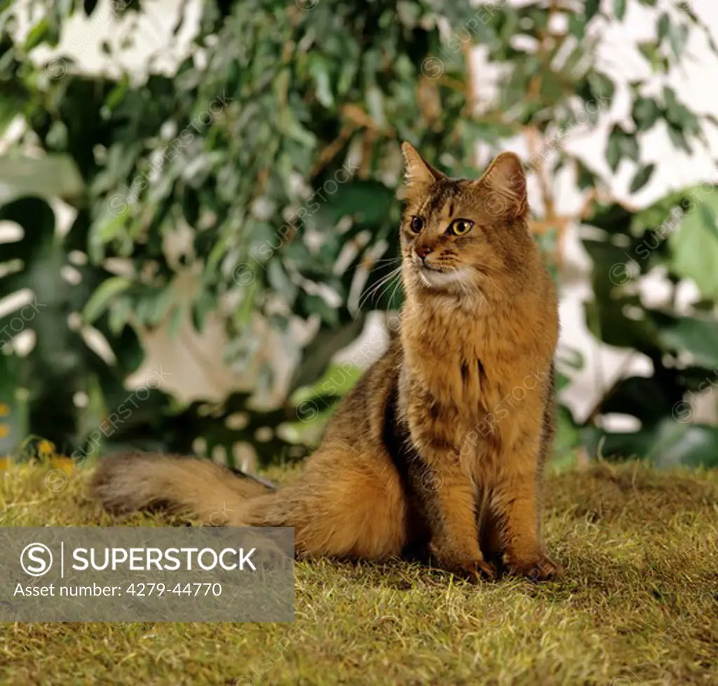 Somali Cat - ruddy - sitting on meadow
