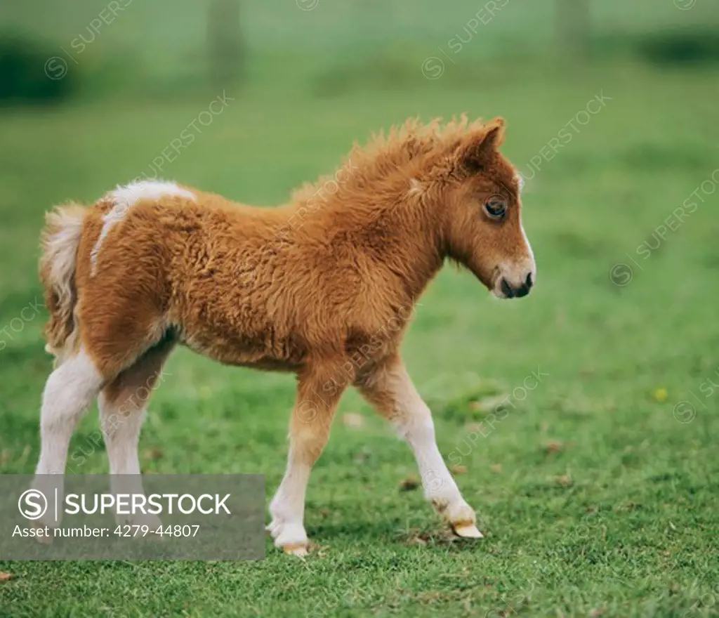 Shetland Pony Fohlen, Mini Shetland Pony
