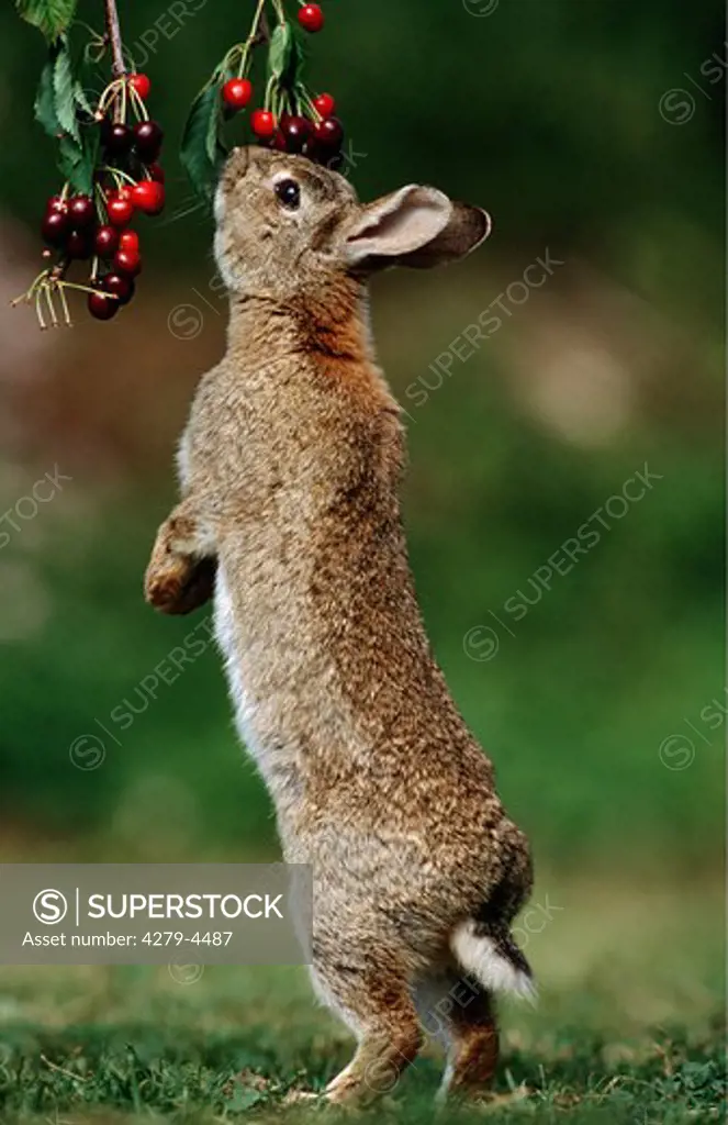 Old World rabbit, domestic rabbit sniffing at cherries, Oryctolagus cuniculus