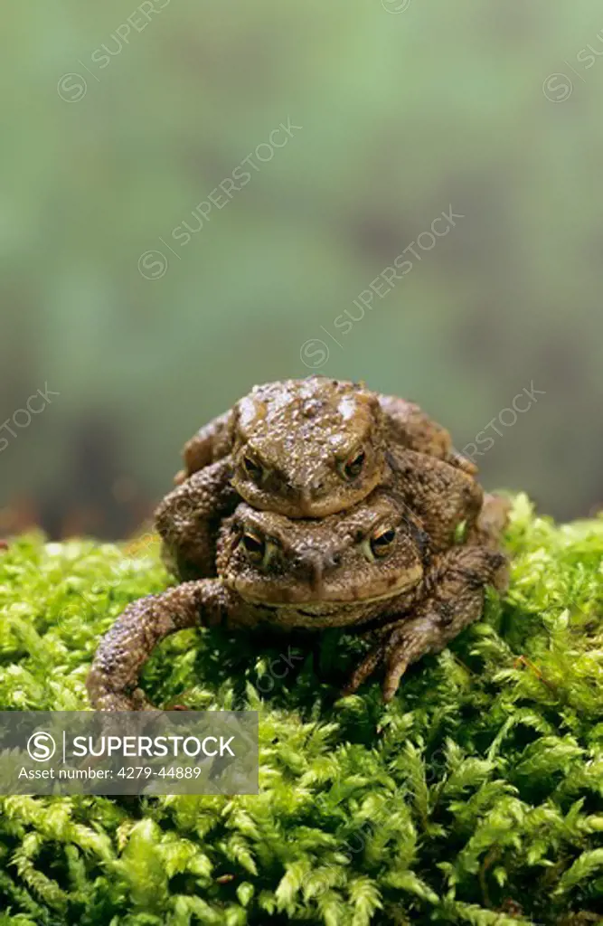 bufo bufo, European common toad