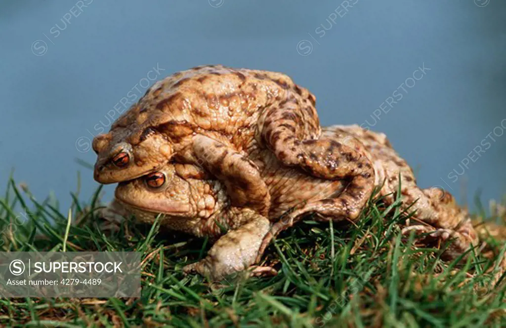 toads - mating