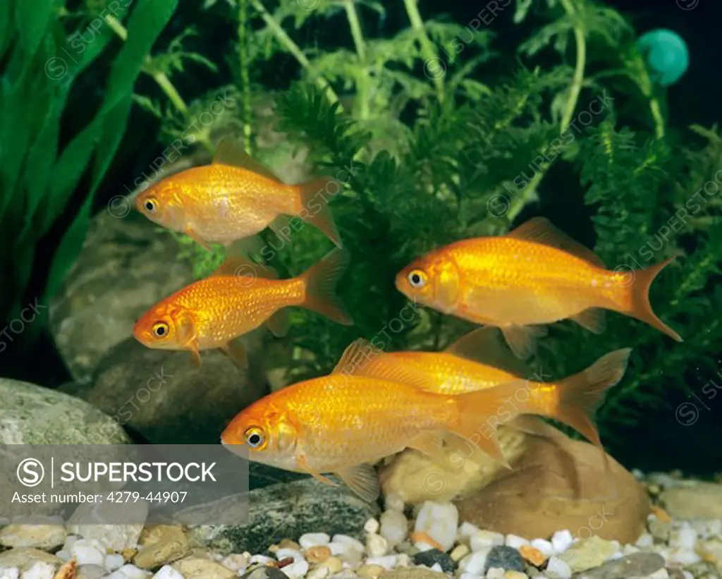 carassius auratus, goldfish