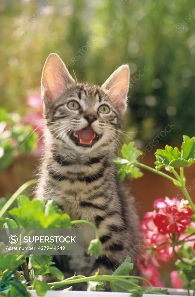 young tabby domestic cat - between flowers