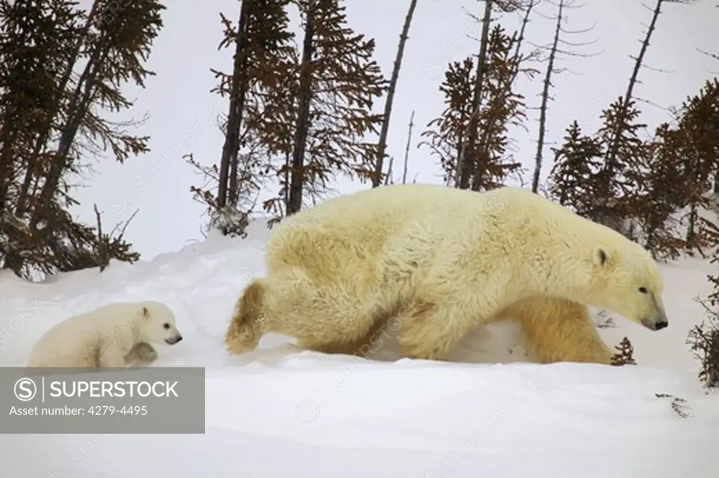 polar bear with cub, Ursus maritimus
